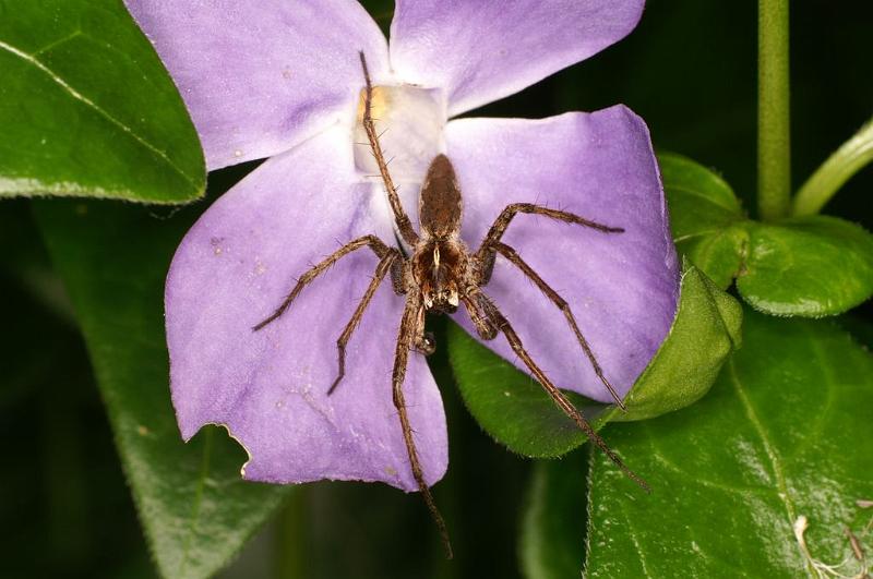 Pisaura_mirabilis_D6138_Z_88_Les Gris_Frankrijk.jpg